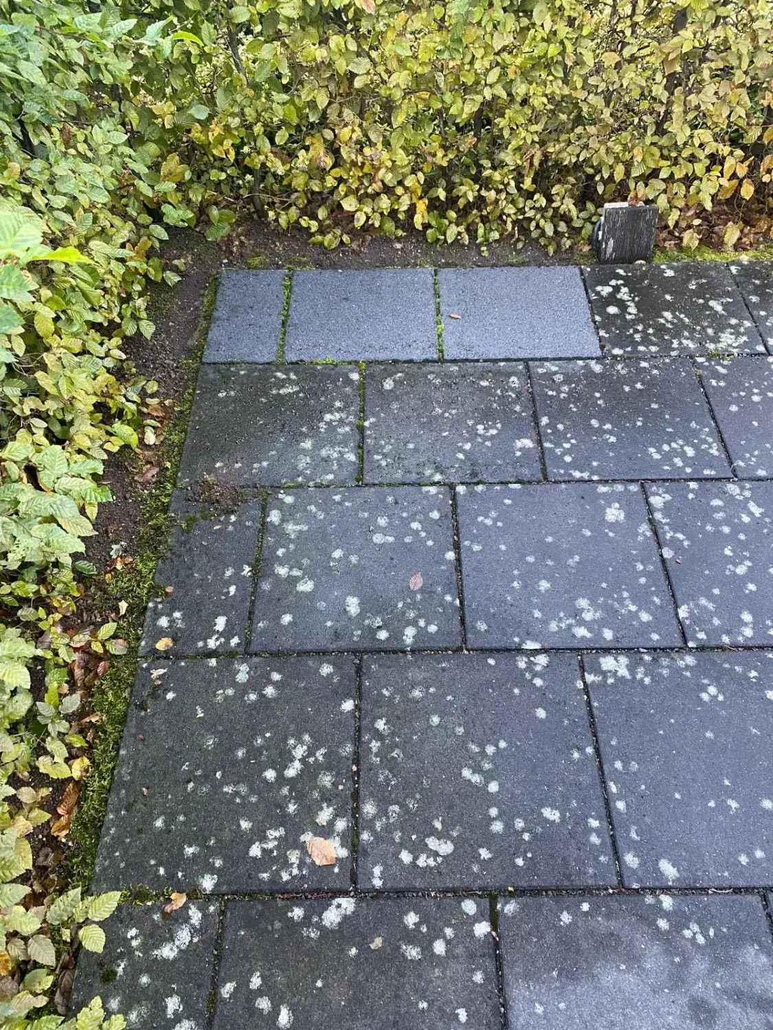 Hausmeisterdienst und Reinigungsarbeiten - Rasenreinigung